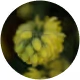 L-Theanine
