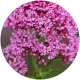 Lunavelle Valerian Root