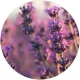 Lunavelle Lavender Oil