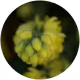 Lunavelle Hop Flower